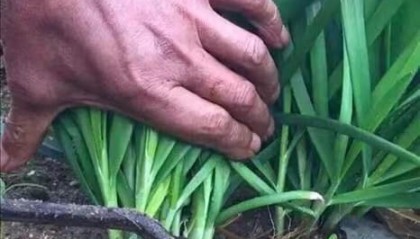 币圈割韭菜(币圈割韭菜表情包)