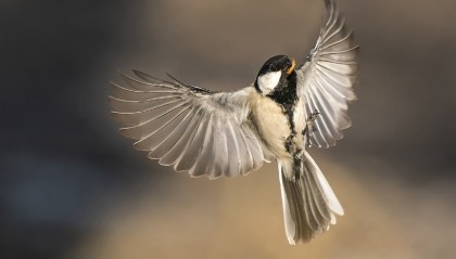 DAI(待到秋来九月八 我花开后百花杀)