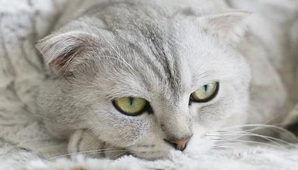 东方集团(600811.SH)：实控人张宏伟未履行承诺遭监管警示，股票退市风险犹存