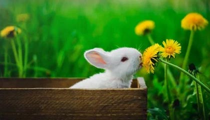 新开普股价下跌2.17% 股东户数减少8.74%