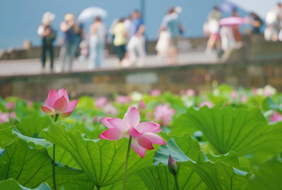 明高温大规模 “集结”，浙江局部飙升超39℃，挺住！3天后凉爽将至