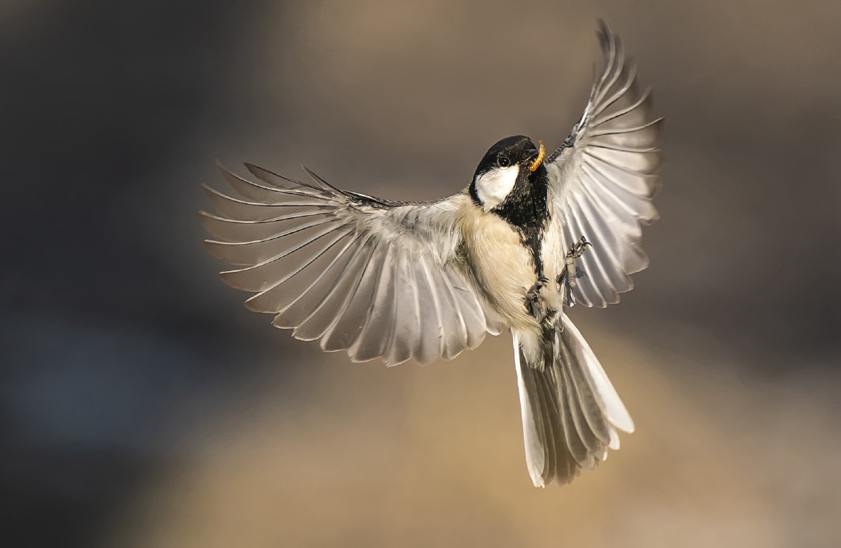 DAI(待到秋来九月八 我花开后百花杀)